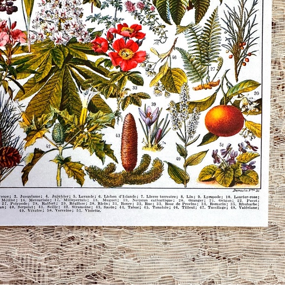 Vintage French Herbal Medicine Floral Scientific Chart Print 8x10 - Picture 6 of 6